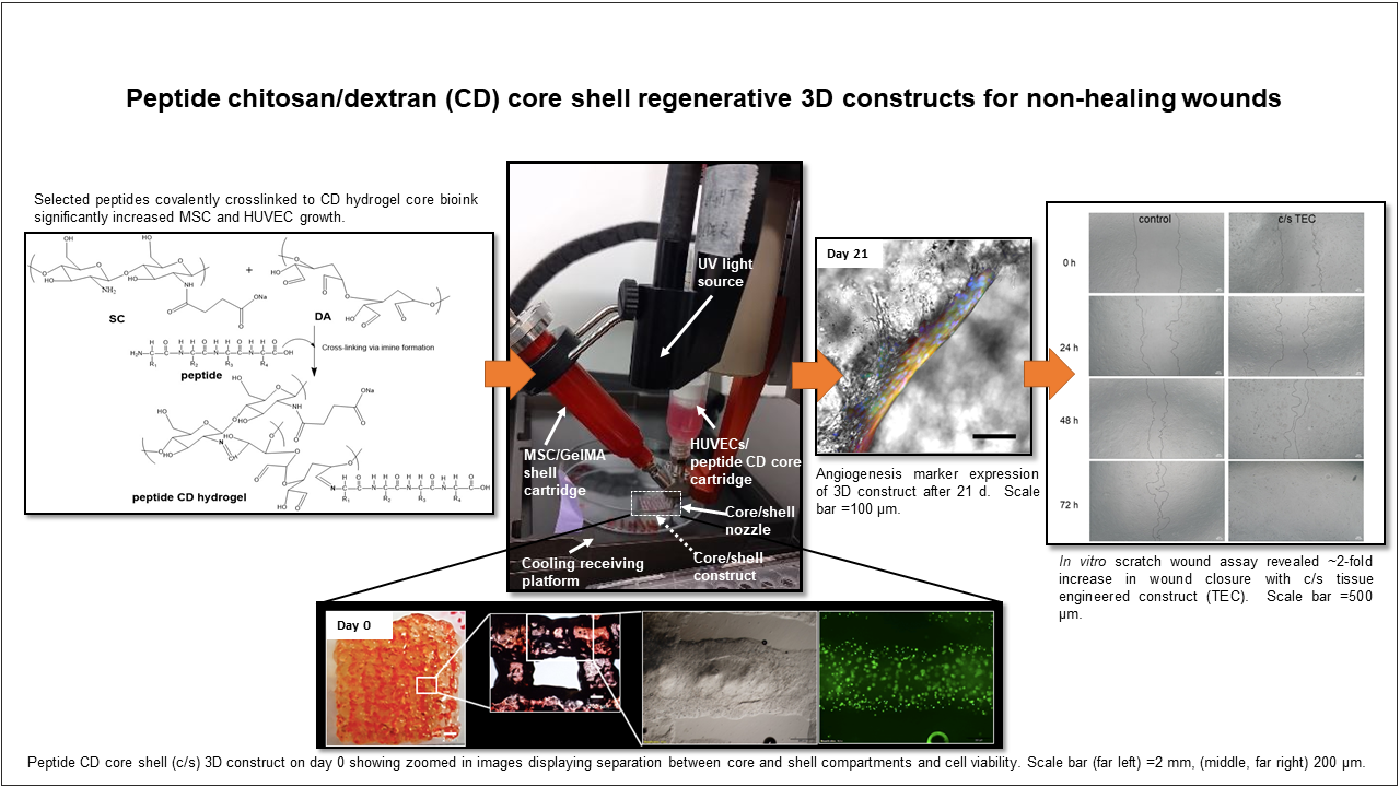 Regenerative 3D-Strukturen für schlecht heilende Wunden aus Chitosan/Dextran