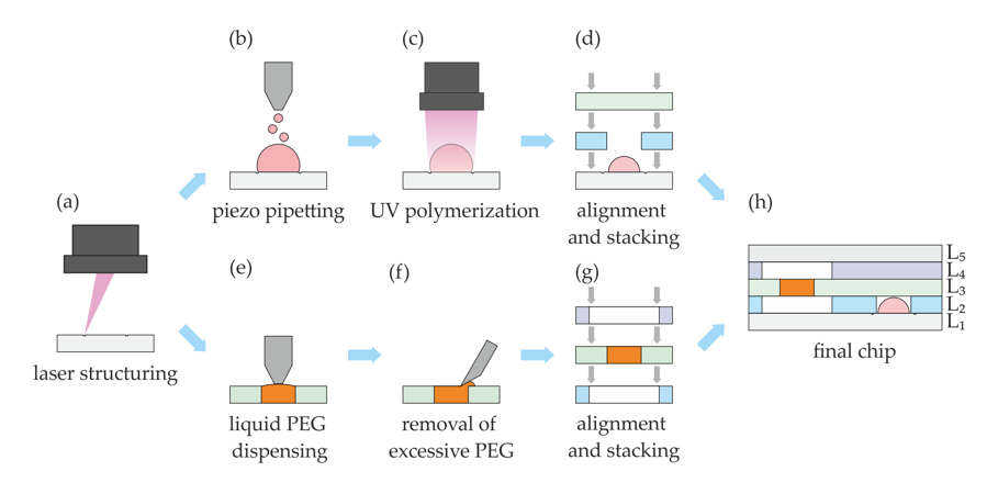 Prozessschritte bei der Herstellung des mehrlagigen mikrofluidischen Chip. Die Schritte (b), (c) und (e) wurden mit dem GeSiM BioScaffold Drucker durchgeführt.