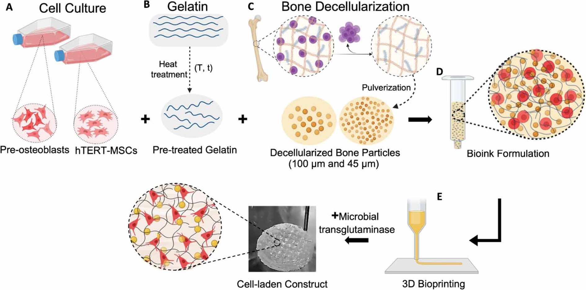 Abbildung 1. Schematische Darstellung der Studie. (A) MC3T3-E1 Prä-Osteoblasten und hTERT-MSCs wurden für die Herstellung der Bioinks verwendet. (B) Das GEL wurde hergestellt und wärmebehandelt, um seine rheologischen Eigenschaften zu verbessern. (C) Zur Herstellung von gewebebasierten Additiven wurde tierisches Knochengewebe dezellularisiert, und durch Pulverisierung wurden Partikel in verschiedenen Größen (100 µm und 45 µm) gewonnen. (D) Für die Formulierung der Bioinks wurden Zellen, vorbehandeltes GEL und DB-Partikel gemischt, und (E) zellbeladene 3D-Konstrukte wurden mit der 3D-Bioprinting-Technik hergestellt. (Erstellt mit BioRender).