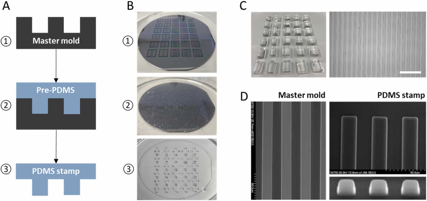 Die Abformung von PDMS-Stamps von GeSiM Mastern Steiner & Humpel, J. Neurosci. Methods, 2023, Abb. 1. Herstellung und Charakterisierung von Polydimethylsiloxan (PDMS)-Stempeln